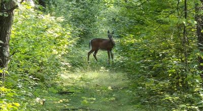 stare down doggo and doe.jpg
